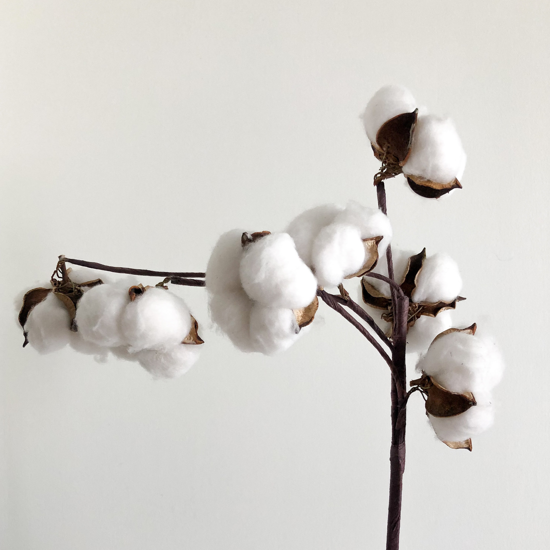 Evereve Tampons: 100% Organic Cotton for Regular Flow – Evereve online